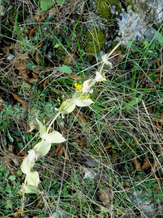 Blackstonia perfoliata